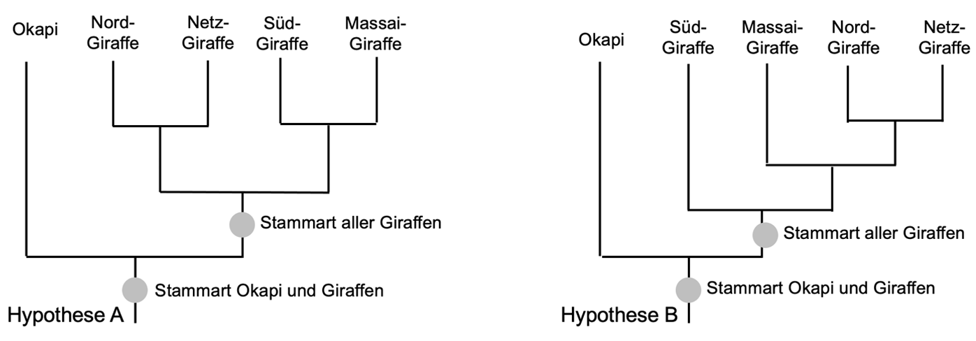 Zwei Stammbaum-Diagramme (Hypothese A und B) zeigen die vermutete Verwandtschaft von Okapi und verschiedenen Giraffenarten
